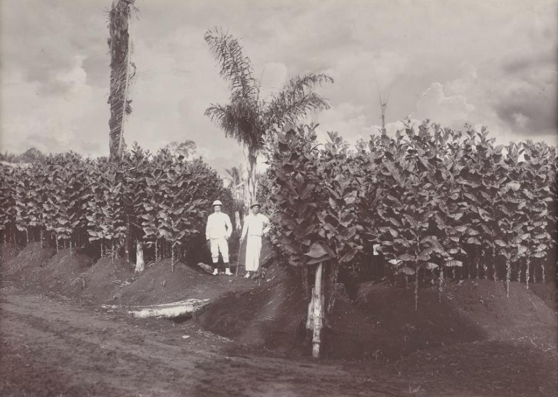 Plantation photograph