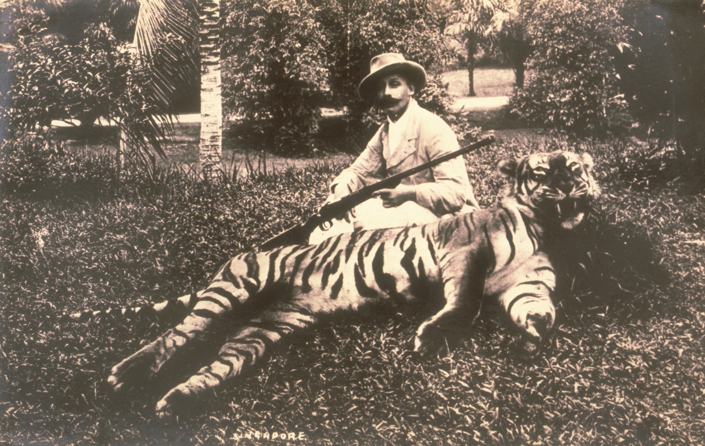 Jurong tiger